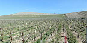 サポートレストラン